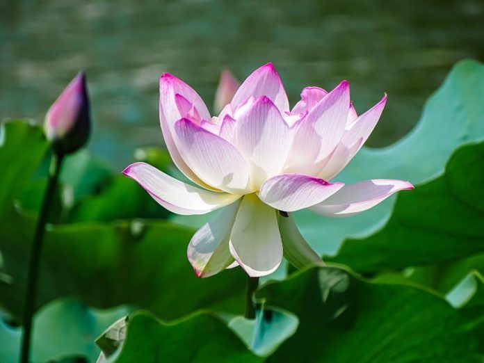 Is The White Lotus the Best Show of the Year? Find Out