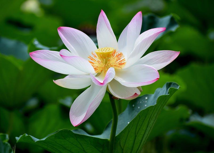Unraveling the Allure: A Deep Dive into The White Lotus Phenomenon